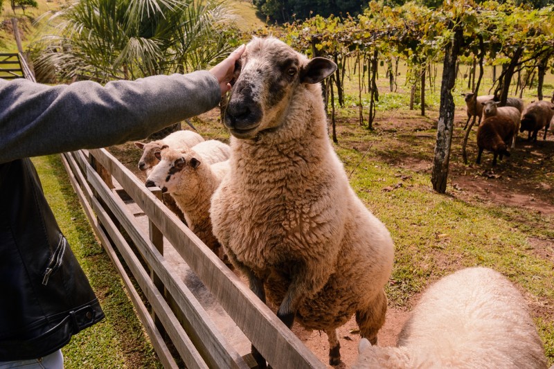 Visitante acariciando ovelhas em propriedade rural da Linha Bella em Nova Petrópolis